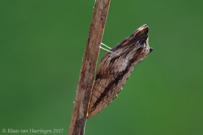 Short-tailed Swallowtail - Papilio brevicauda ssp. brevicauda