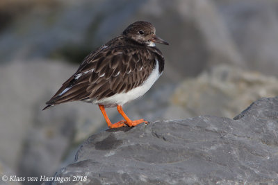 Steenloper / Turnstone