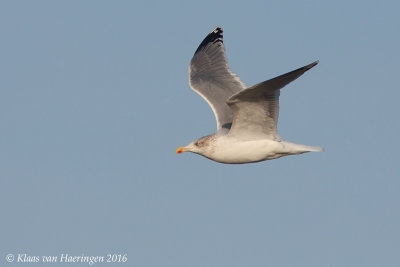 Zilvermeeuw - Herring Gull