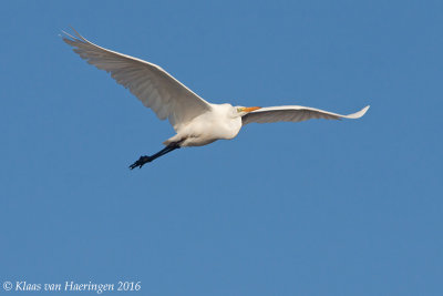 Grote zilverreiger - Great Egret - Ardea alba