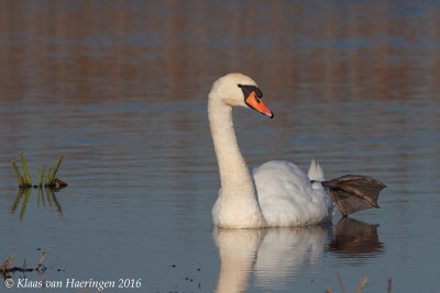 Knobbelzwaan / Mute Swan