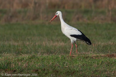 Ooievaar / White Stork