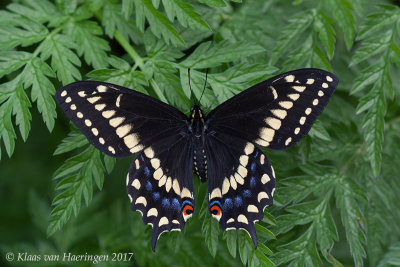 Short-tailed Swallowtail - Papilio brevicauda ssp. brevicauda	