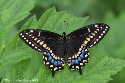 Short-tailed Swallowtail - Papilio brevicauda ssp. brevicauda	