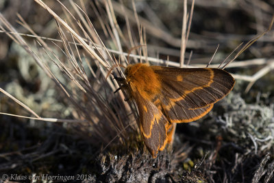 Donkere herfstspinner / Lemonia batavorum
