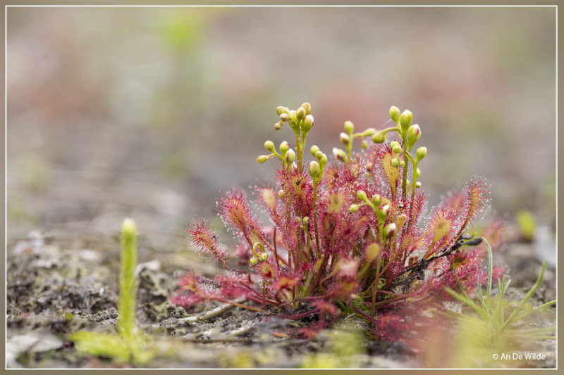 Kleine zonnedauw - Drosera intermedia