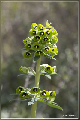 Wolfsmelk - Euphorbia characias