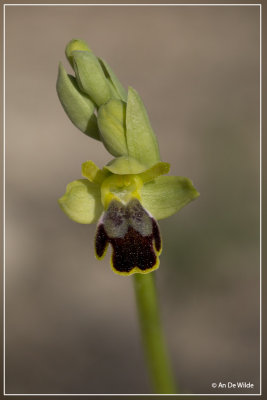 _MG_4186-4196kopie.jpg Ophrys dianica ?