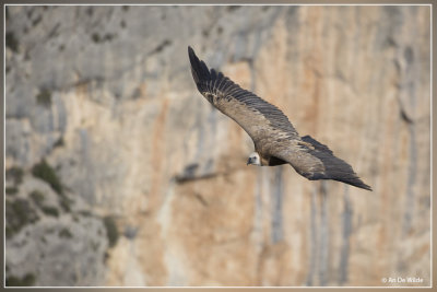 Vale Gier - Gyps fulvus