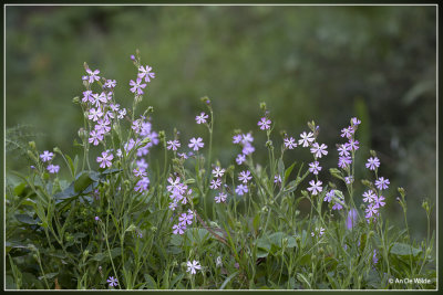 Silene secundiflora