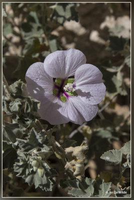 Struikmalva - Lavatera maritima