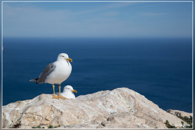 Geelpootmeeuw - Larus michahellis