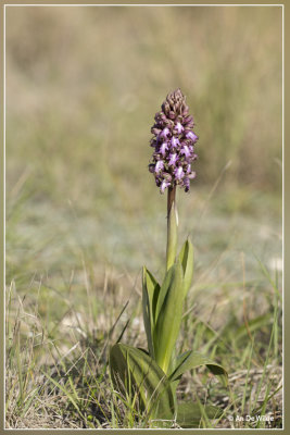 Reuzenorchis - Himantoglossum robertianum