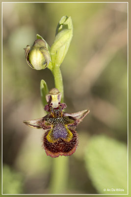 Ophrys speculum