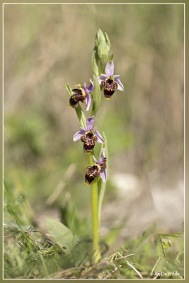 Snippenorchis - Ophrys scolopax