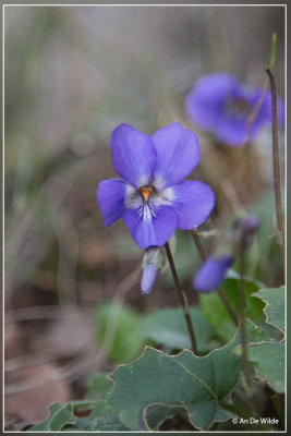 Viola alba ssp dehnhardtii