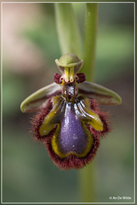 Ophrys speculum