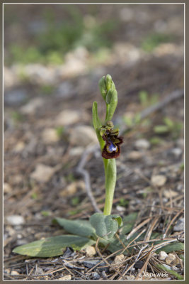 Ophrys speculum