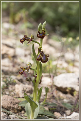 Ophrys speculum