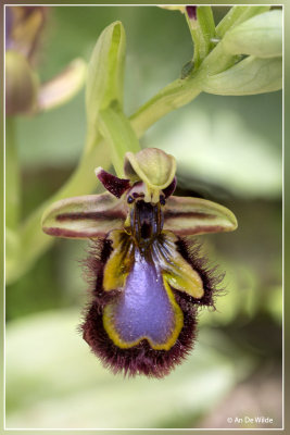 Ophrys speculum