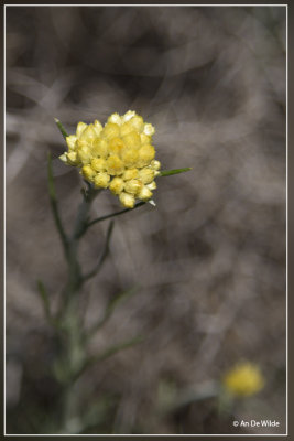 Helichrysum stoechas.