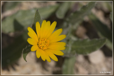 Calendula arvensis