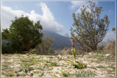 Reuzenorchis - Himantoglossum robertianum