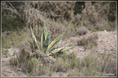 Amerikaanse agave - Agave americana