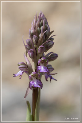 Reuzenorchis - Himantoglossum robertianum