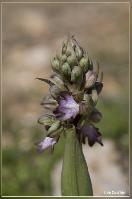 Reuzenorchis - Himantoglossum robertianum