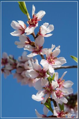 Amandelboom - Prunus dulcis