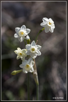 Narcissus dubius