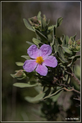 Cistus albidus ?