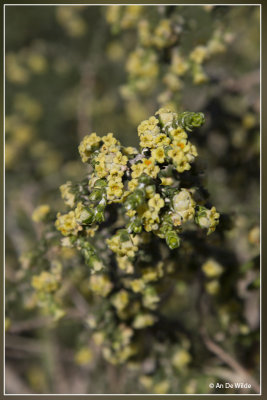 Thymelaea hirsuta