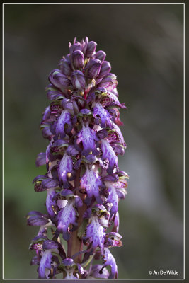 Reuzenorchis - Himantoglossum robertianum