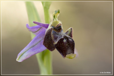 Snippenorchis, Ophrys scolopax