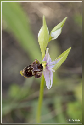 Snippenorchis, Ophrys scolopax