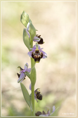 Snippenorchis, Ophrys scolopax