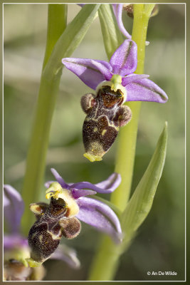 Snippenorchis, Ophrys scolopax