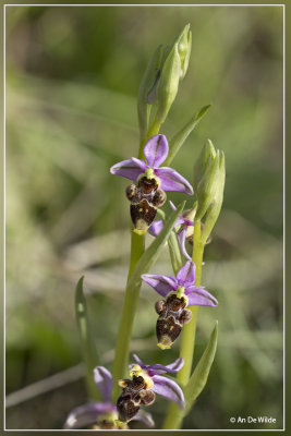 Snippenorchis, Ophrys scolopax