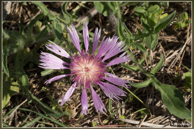 centaurea pullata