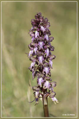 Reuzenorchis - Himantoglossum robertianum