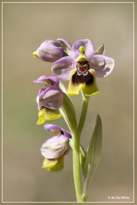 Wolzweverorchis. Ophrys tenthredinifera