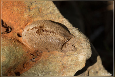 otheek van Mantis religiosa (bidsprinkhaan)