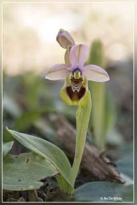 Wolzweverorchis. Ophrys tenthredinifera