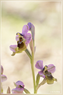 Wolzweverorchis. Ophrys tenthredinifera