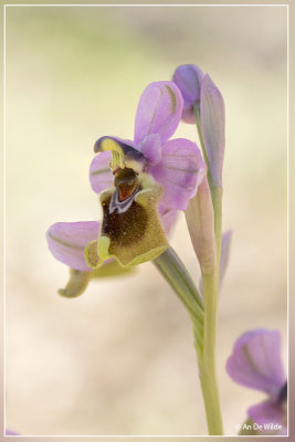 Wolzweverorchis. Ophrys tenthredinifera