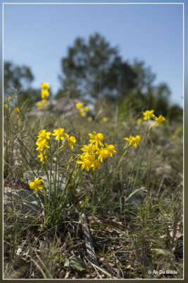 Narcissus assoanus