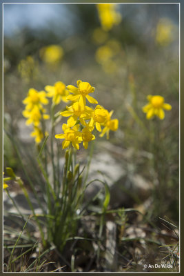 Narcissus assoanus