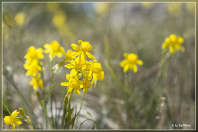 Narcissus assoanus